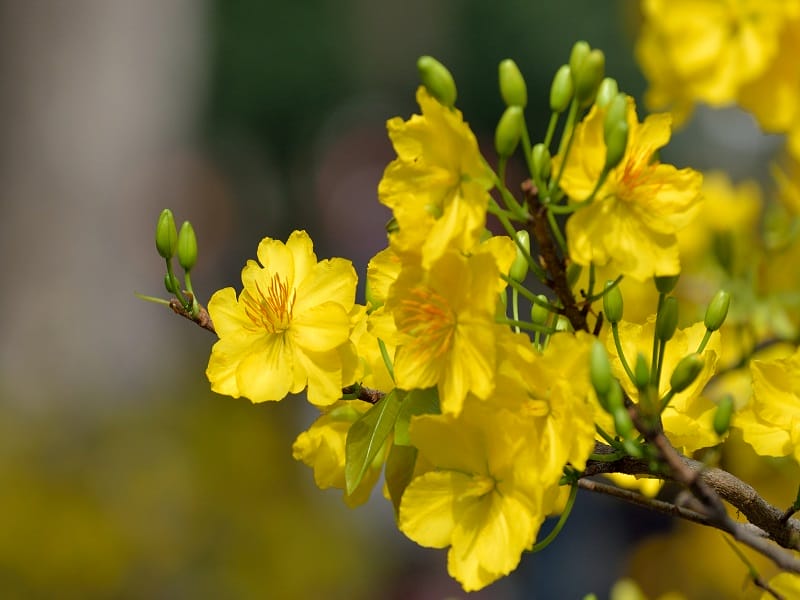 Có bao nhiêu loại mai vàng? Mai vàng ở đâu đẹp nhất? - Yêu Mai Vàng