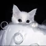 Kryvorax Profile Picture